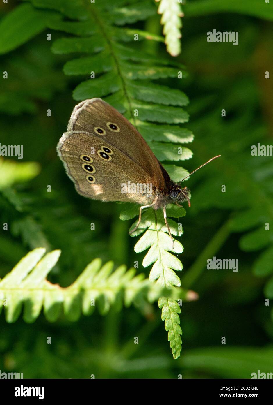 Una farfalla ringlet che poggia su una felce, Chipping, Preston, Lancashire, UK Foto Stock