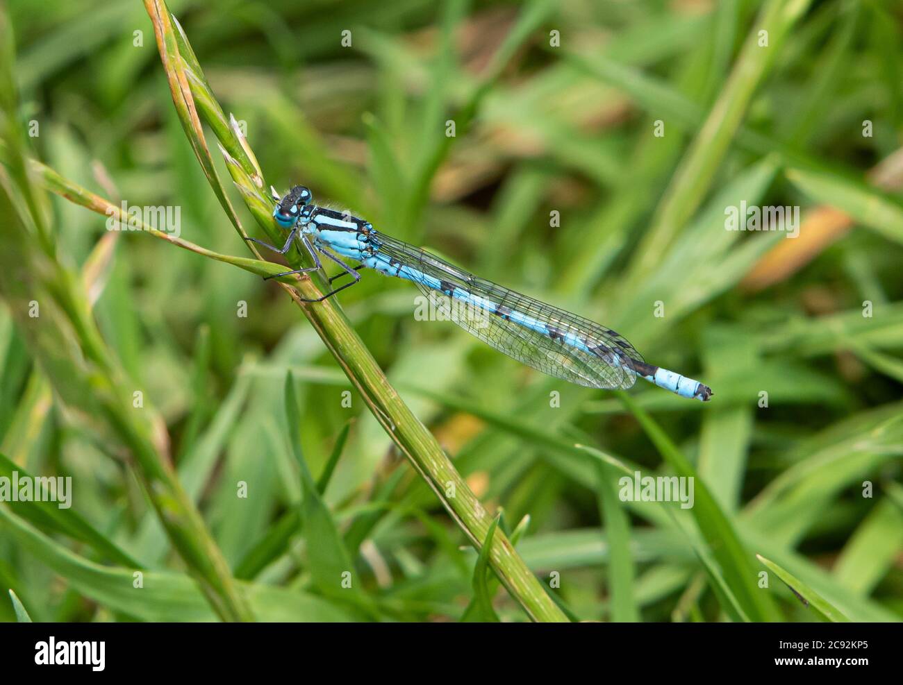 Comune Blue damselfly , Chipping, Preston, Lancashire, Regno Unito Foto Stock