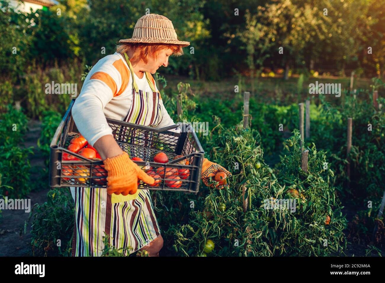 Donna contadina che raccoglie pomodori rossi in un'azienda agricola  ecologica mettendoli in scatola. Raccolto di autunno di verdure.  Giardinaggio Foto stock - Alamy