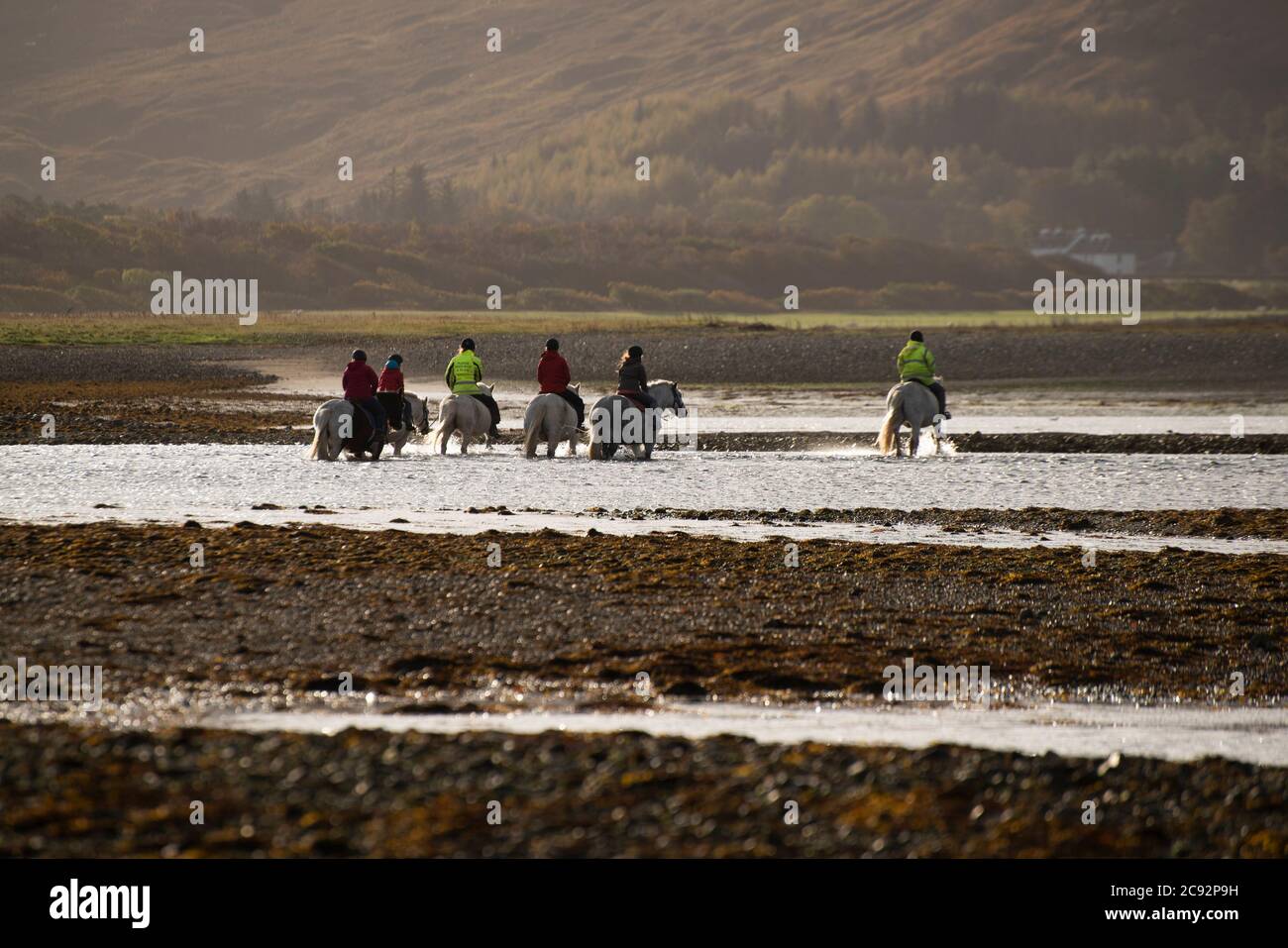 Pony trekking, Loch Na Keal, Killiechronan, l'Isola di Mull, Argyll e Bute, Scozia, Regno Unito. Foto Stock