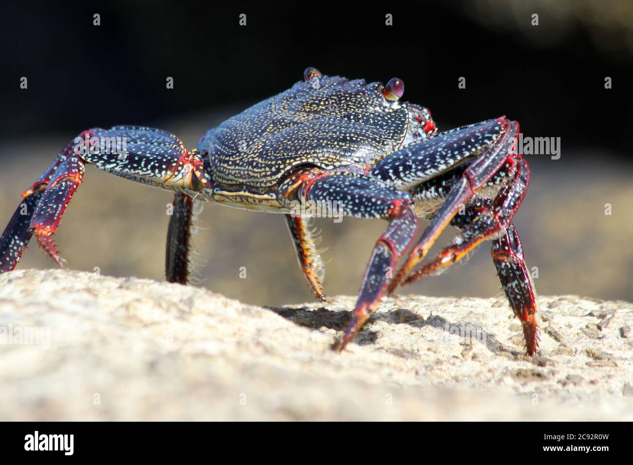 Rote Klippenkrabbe Foto Stock