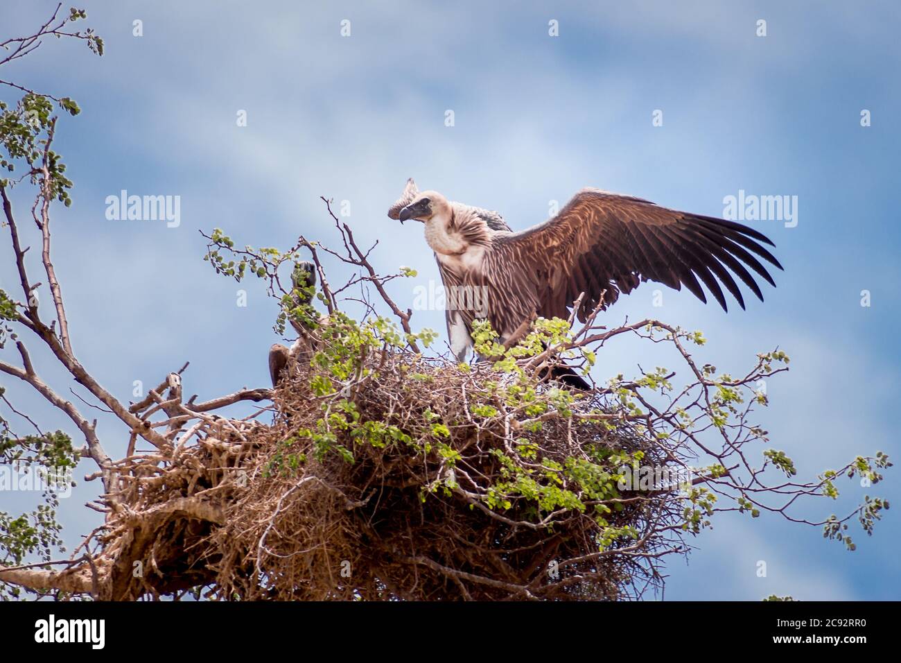 Cape Vulture (coproteri Gyps) che si stende le ali mentre perching su un nido in un albero durante il giorno, il Sudafrica Foto Stock