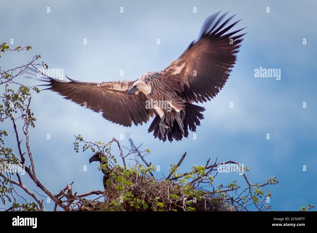 Cape Vulture (coproteri Gyps) che si stende le ali mentre perching su un nido in un albero durante il giorno, il Sudafrica Foto Stock