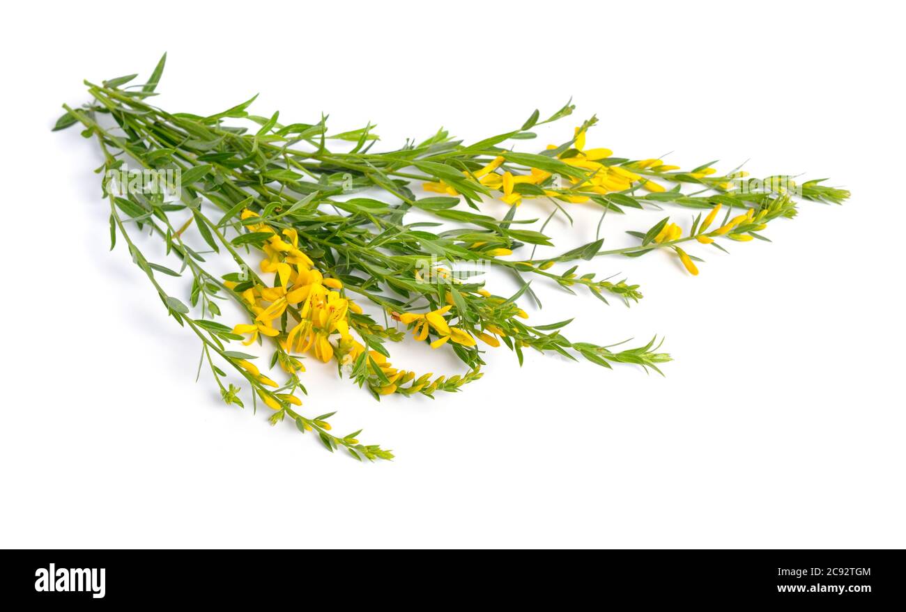 Genista tinctoria, la ginestra dell'amaro o della dyer. Isolato su sfondo bianco Foto Stock