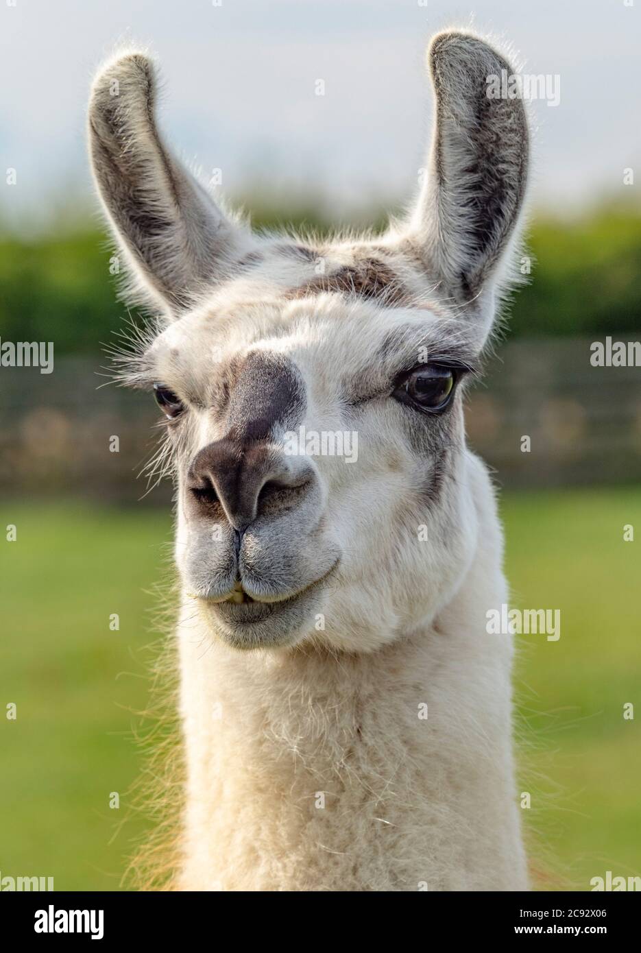 Llama Foto Stock