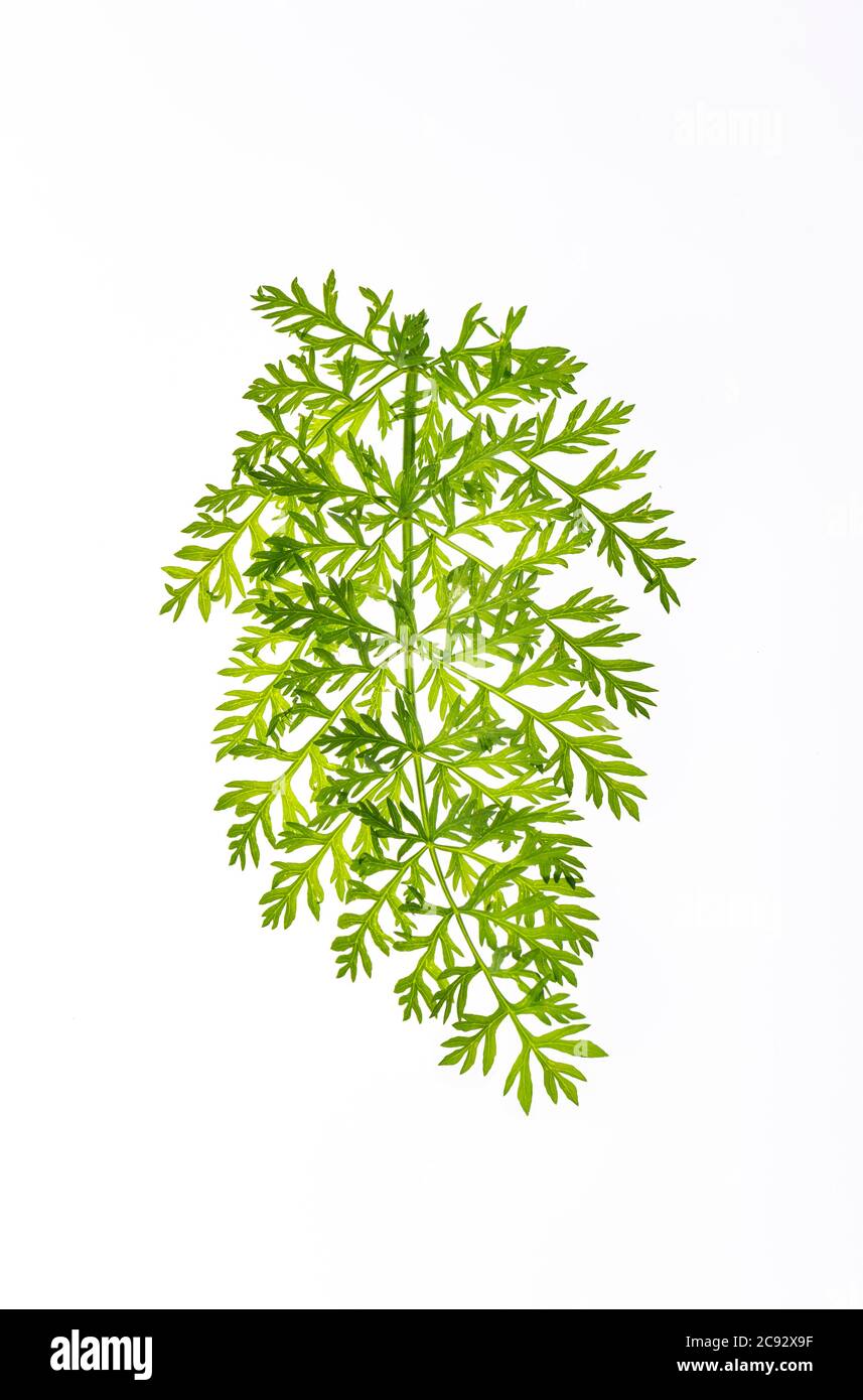 Foglia di carota Foto Stock