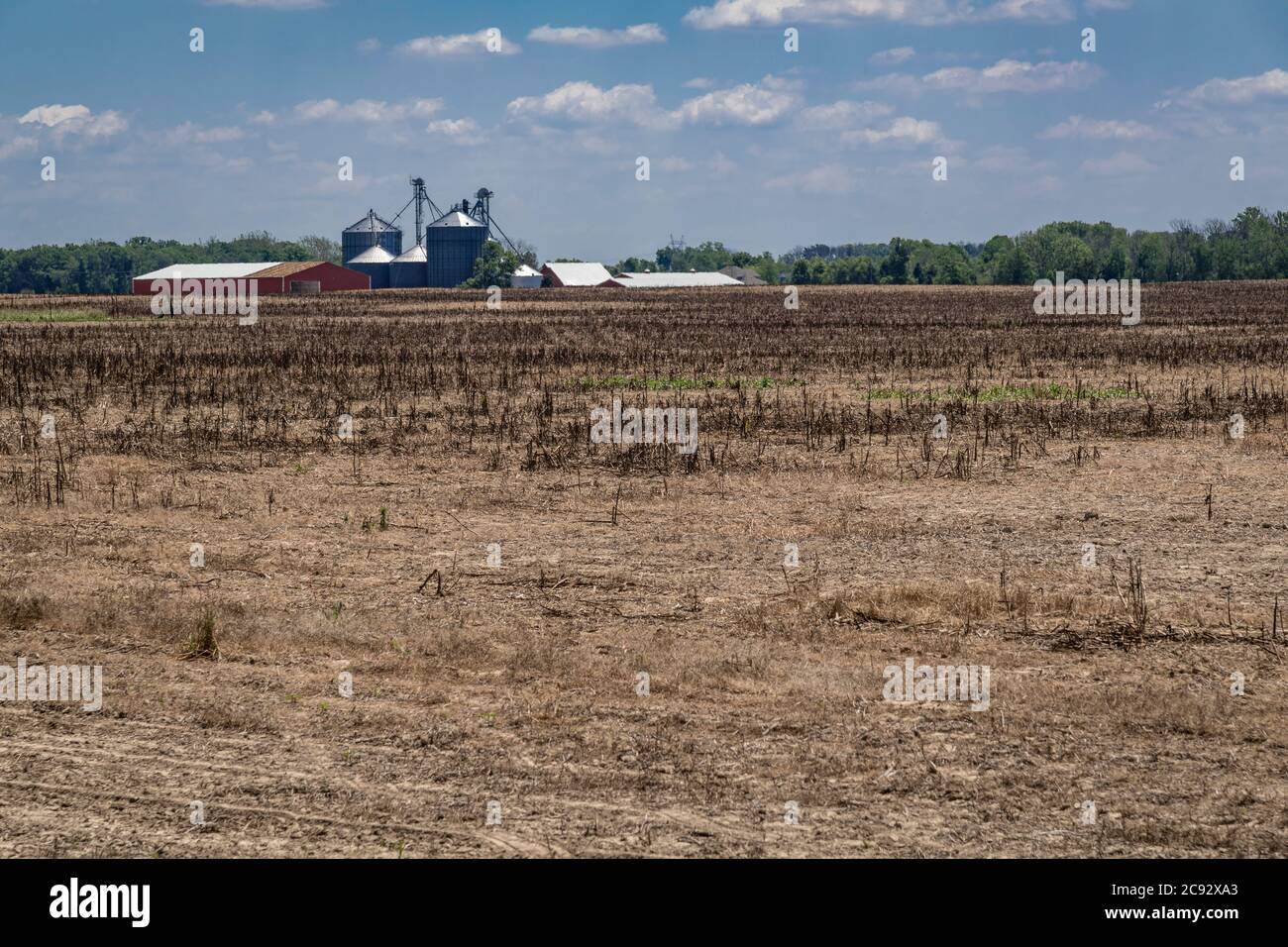 Terreno agricolo di Droughtstraicken, Columbus, Indiana, Stati Uniti Foto Stock