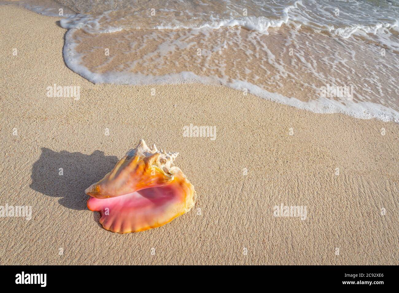 Conchiglia sulla spiaggia sabbiosa con onde e surf, Grand Cayman Island Foto Stock