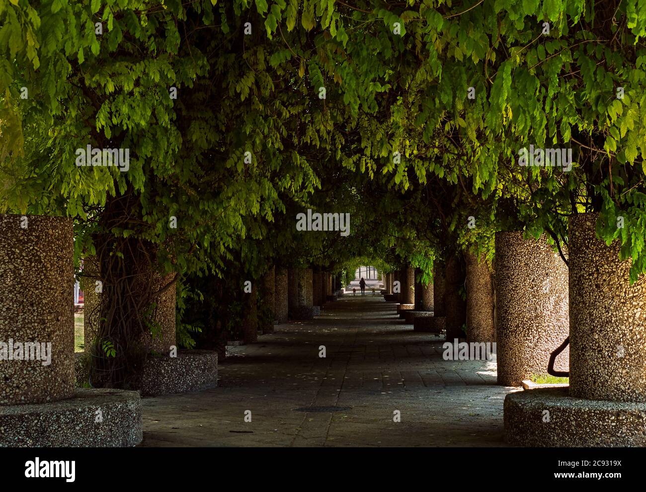 una persona cammina due cani in un tunnel oscuro ombreggiato di vigne di glicine in un parco a gerusalemme durante la quarantena pandemica nel 2020 Foto Stock