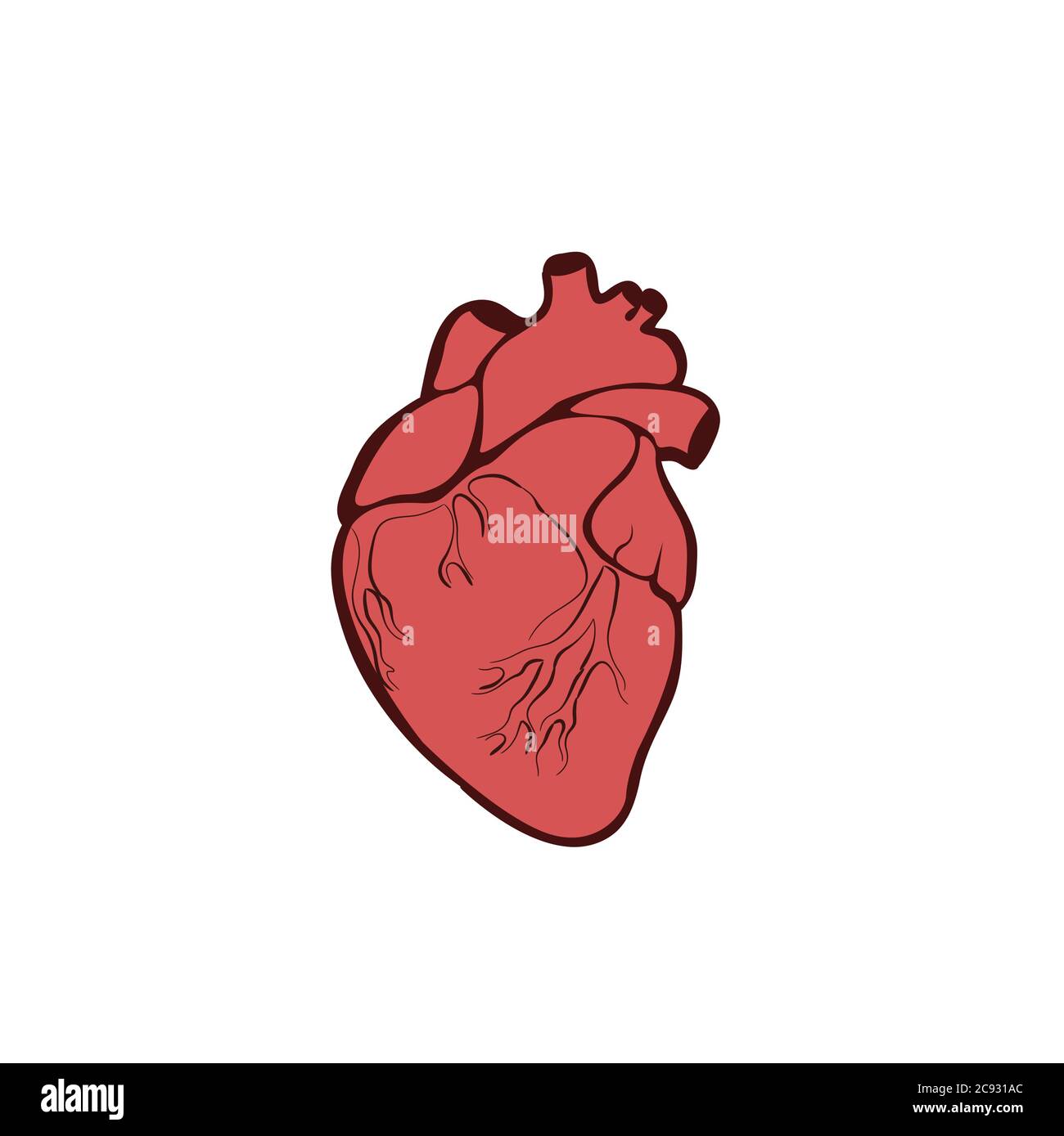 Cuore anatomico isolato. Organo muscolare negli esseri umani. Segnale del centro di diagnosi del cuore. Illustrazione in versione piatta Raster Illustrazione Vettoriale