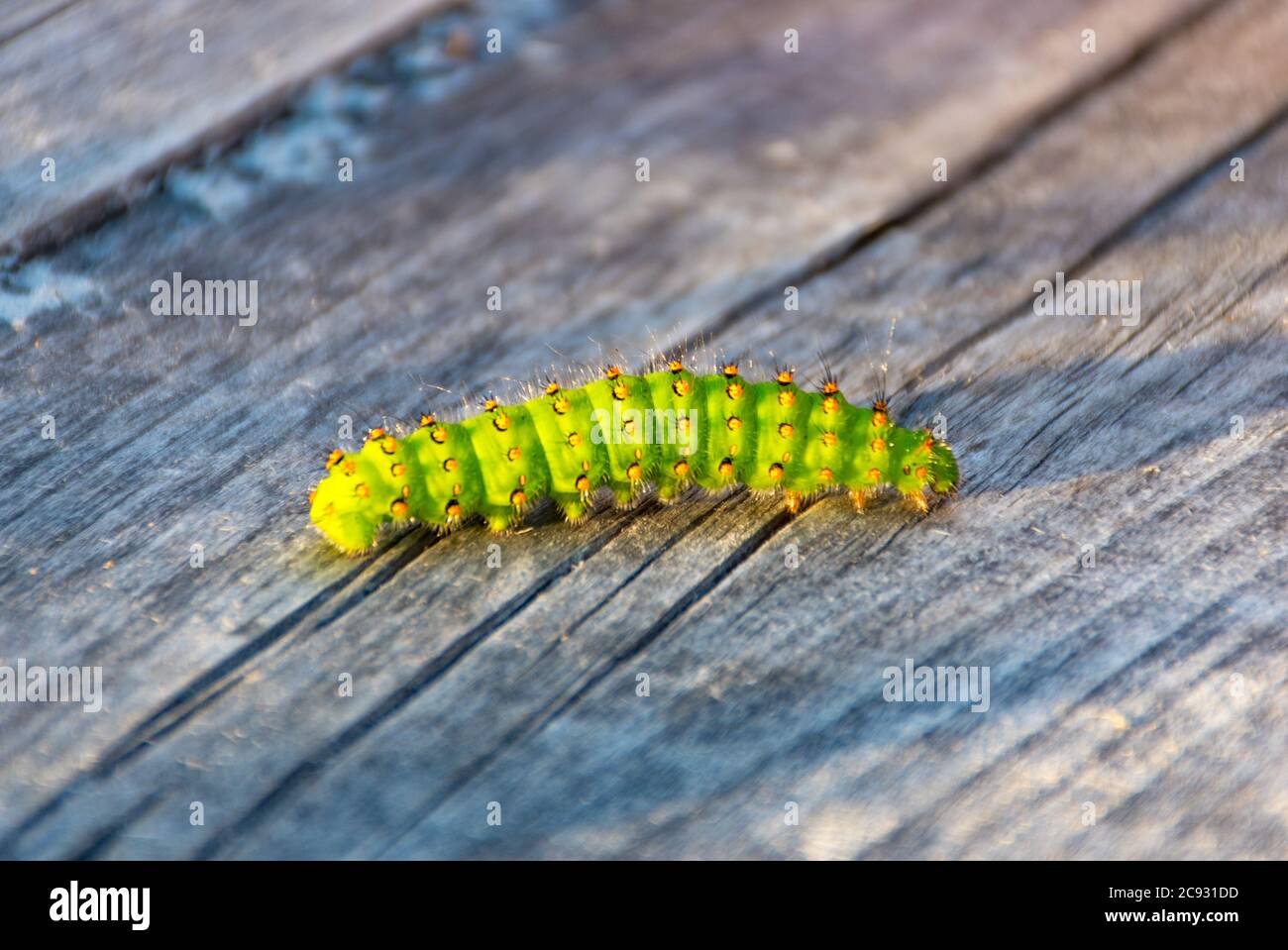 Green Beautiful caterpillar, palcoscenico larval su un oggetto o un tavolo di legno, primo piano Foto Stock