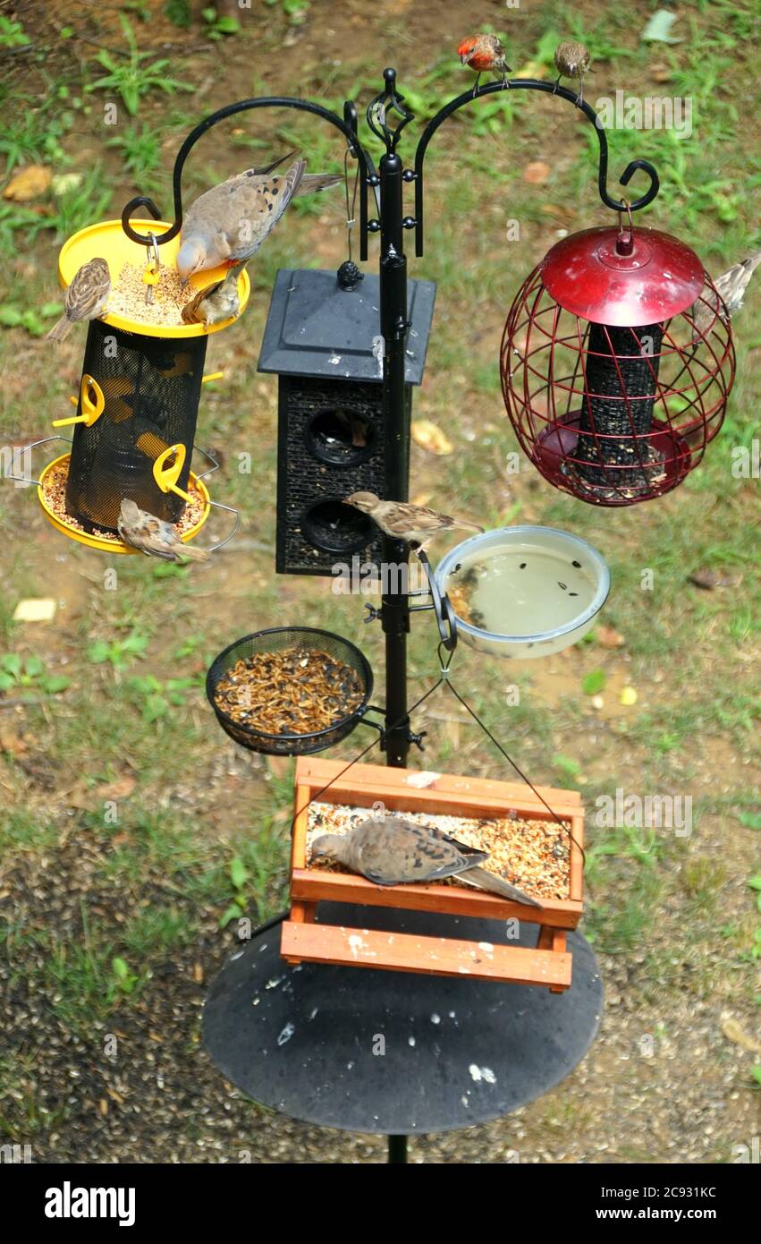 Varietà di alimentatori con semi visitati da più uccelli in estate Foto Stock