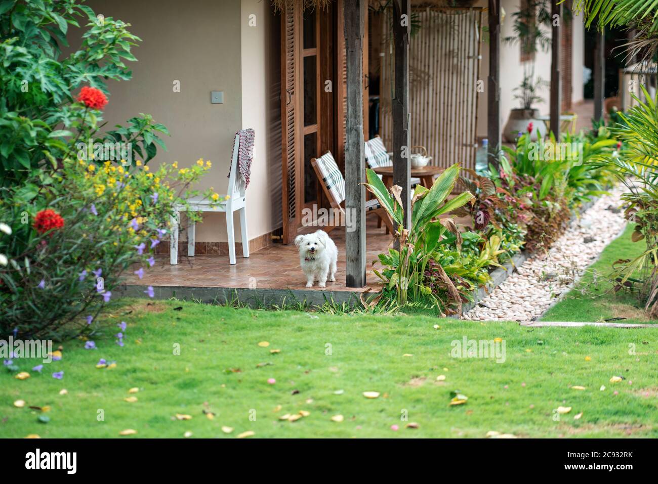 Un piccolo cane shaggy carino si trova all'ingresso della casa, di fronte all'erba. Concetto di ricoveri per animali e hotel. Foto Stock