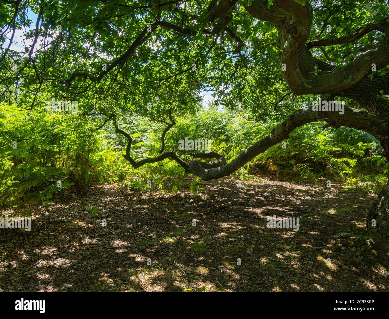 I rami intrecciati di un antico albero di quercia in fitti boschi a Skipwith Common, North Yorkshire, Inghilterra Foto Stock