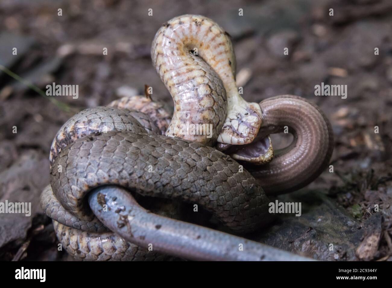 Un serpente liscio avvolge un verme lento catturato Foto Stock