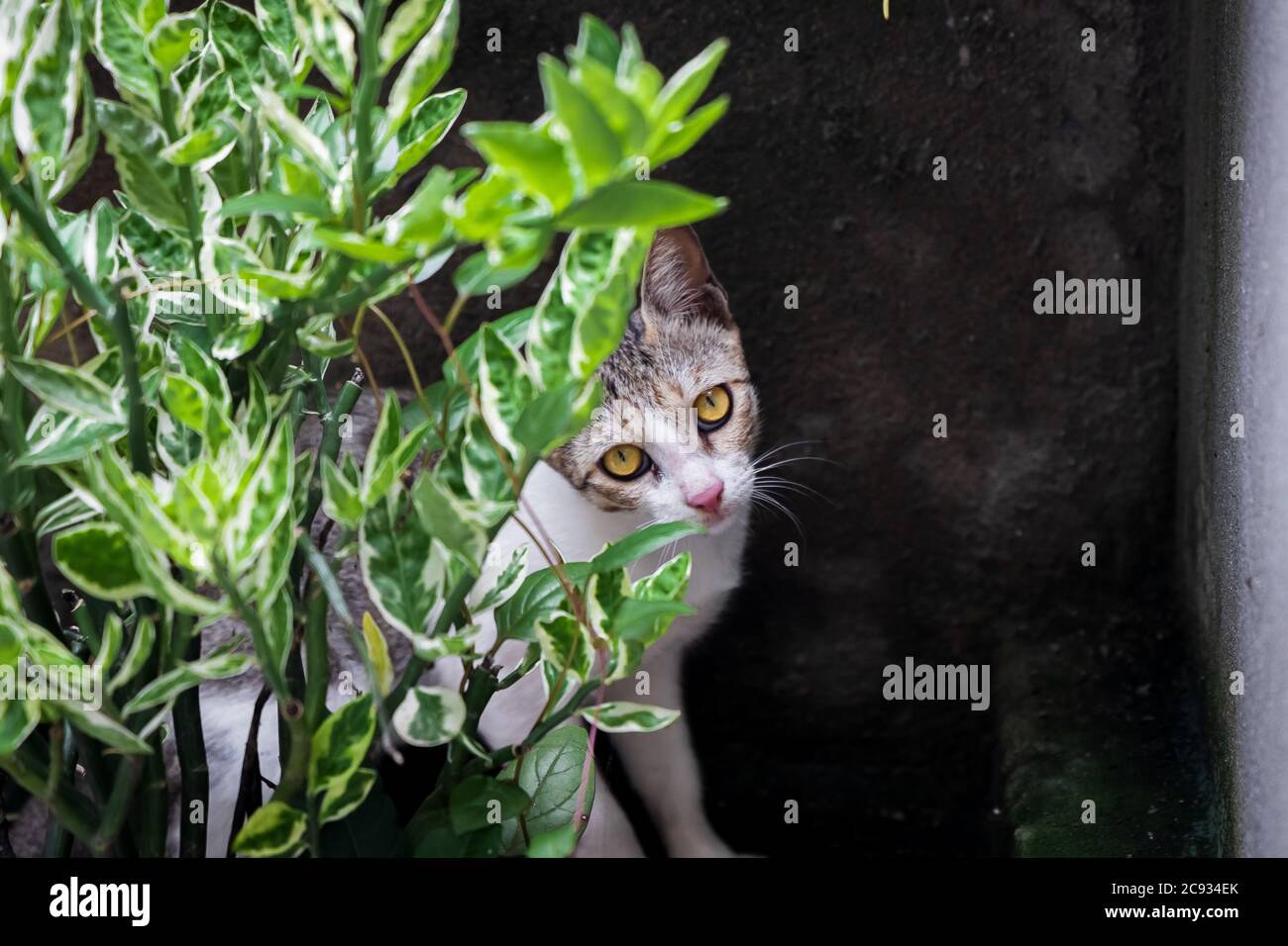 Gatto bianco randagi con occhi gialli. Primo piano Foto Stock