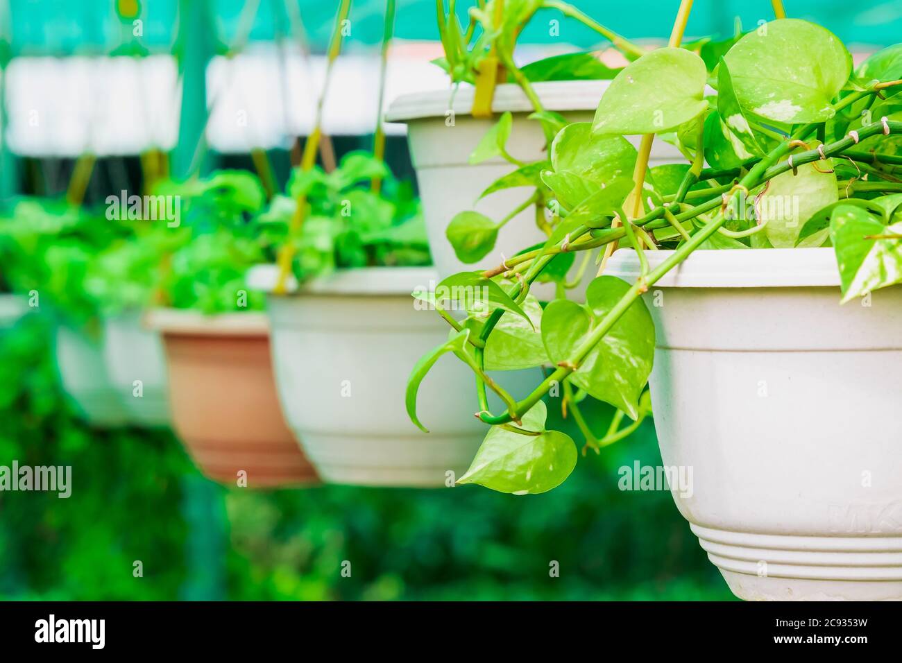 Fiori da giardino appesi in un vaso di fiori in una casa verde vivaio Foto Stock