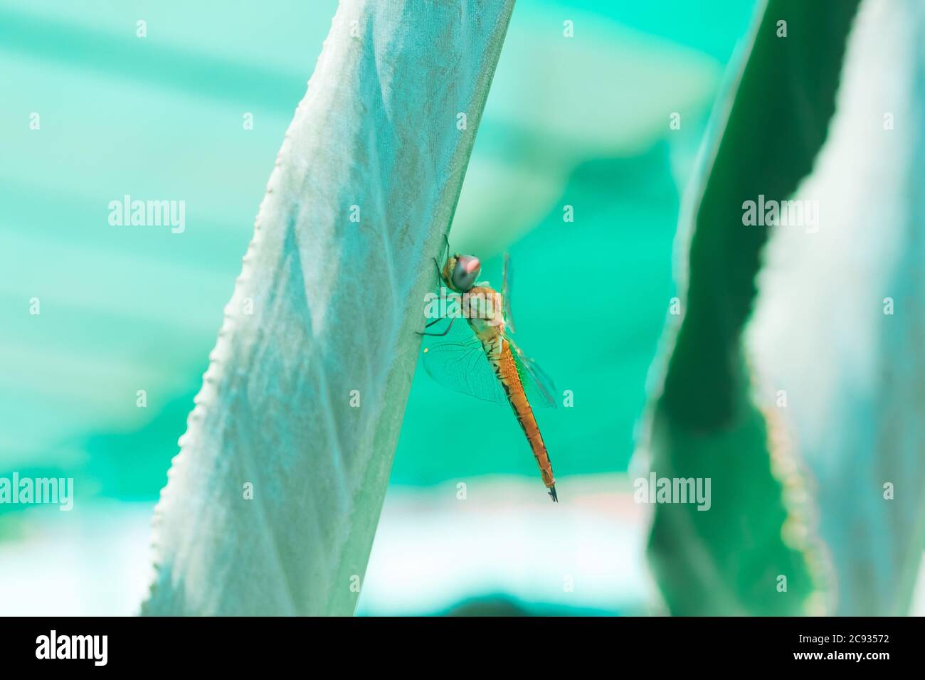 Dragonfly giallo alato darter da vicino isolato all'aperto nella natura selvaggia con sfondo verde bokeh. Foto Stock