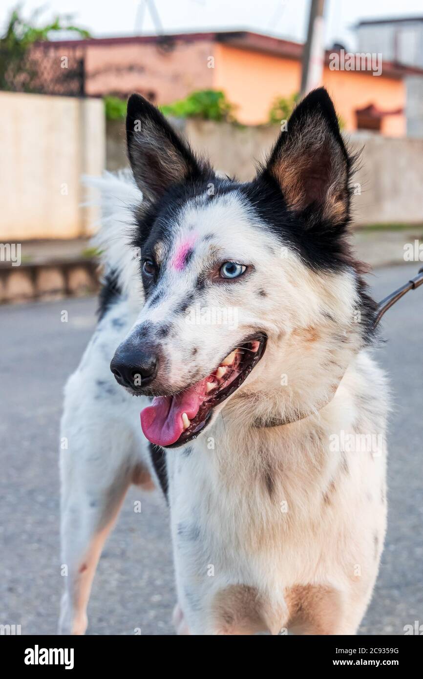 Attraversate il confine tra Collie e Husky siberiano, il cane ha una rara e rara condizione in cui gli occhi hanno colori diversi. Foto Stock