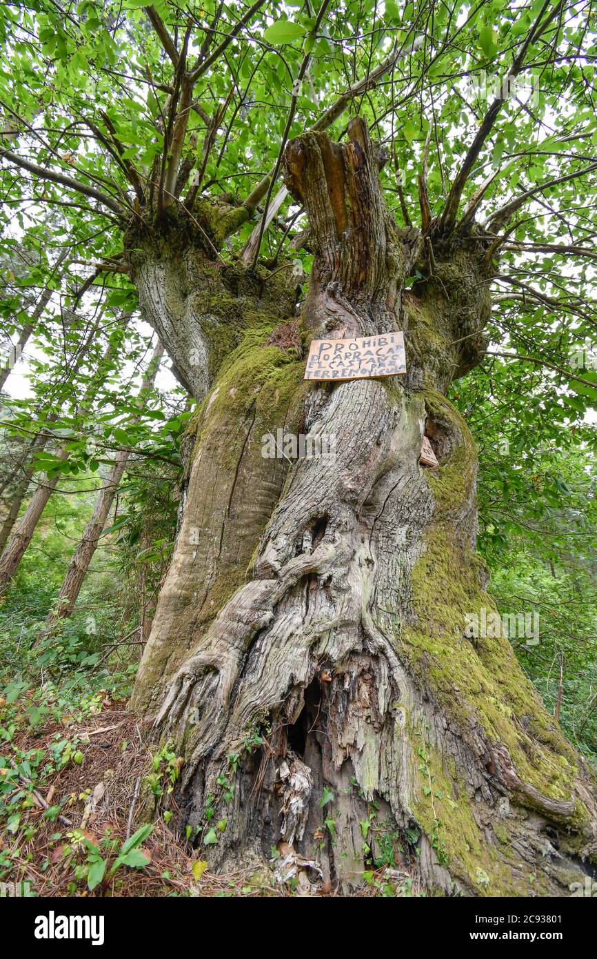 Vecchio castagno sulla strada Foto Stock