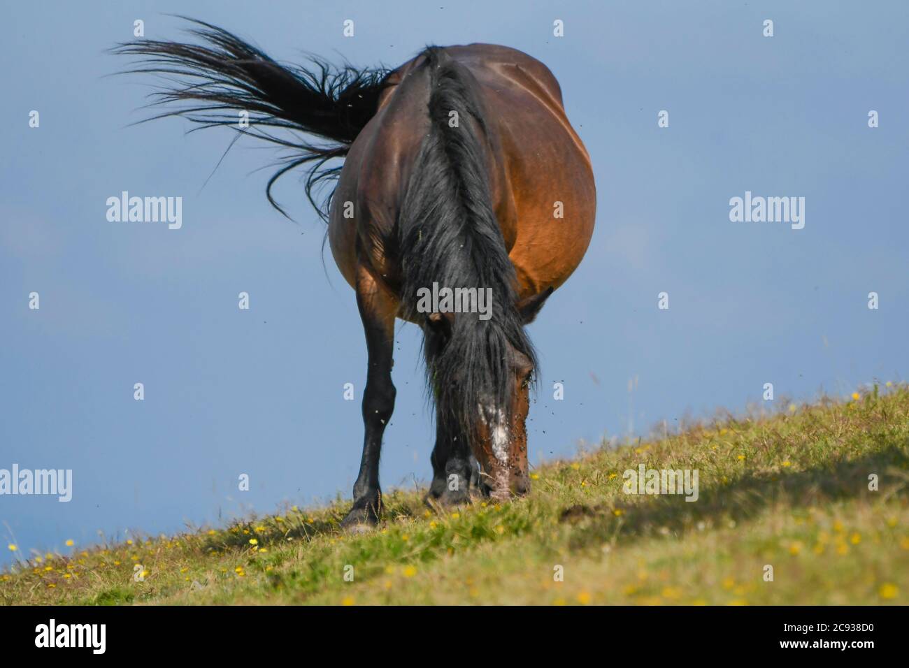 Primo piano di pascolo di cavalli Foto Stock