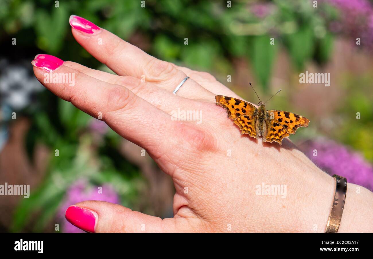 farfalla a mano argynnis pafia argento-lavato farfalla fritillary Foto Stock