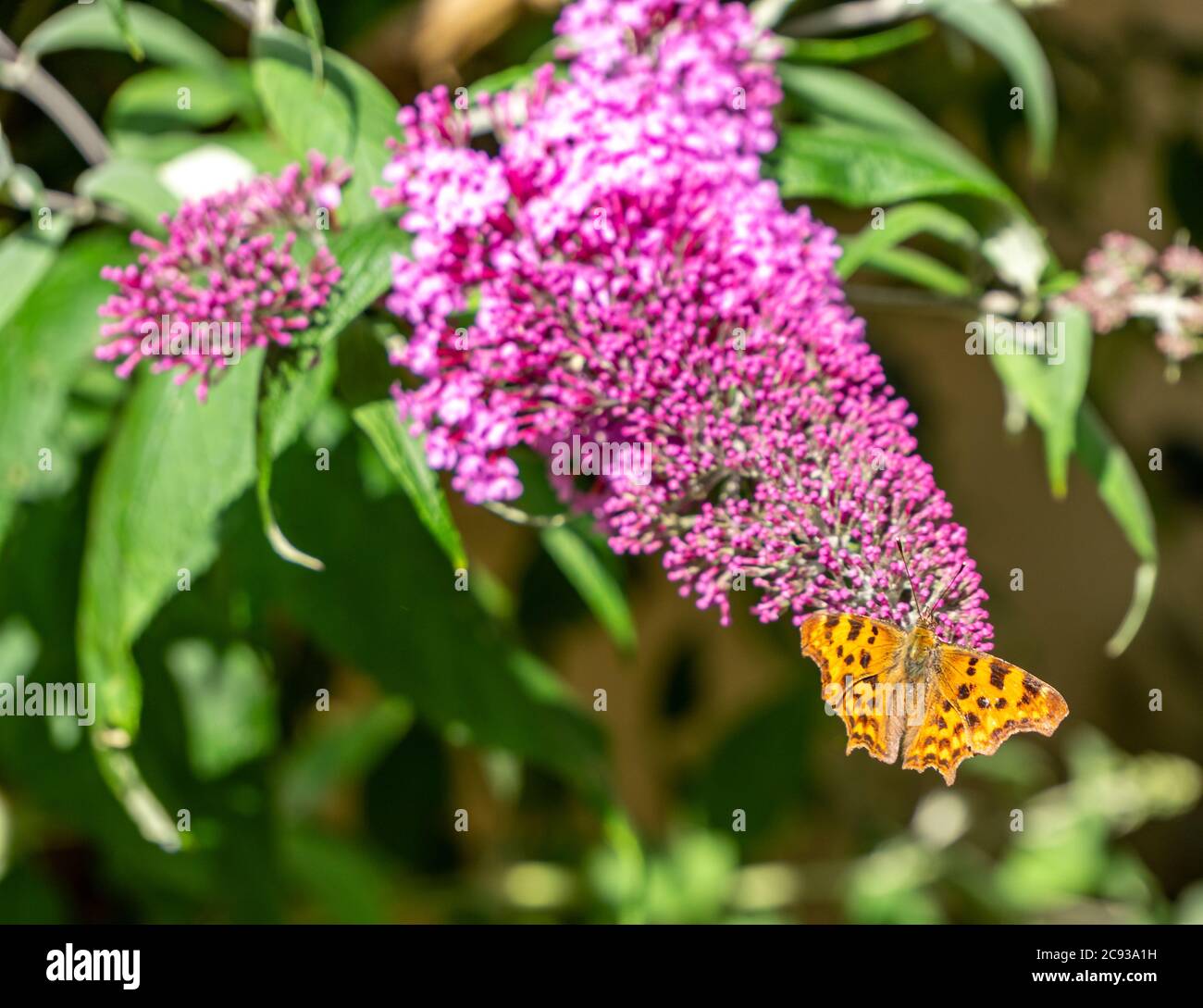 Argynnis pafia farfalla su sfondo lilla Foto Stock