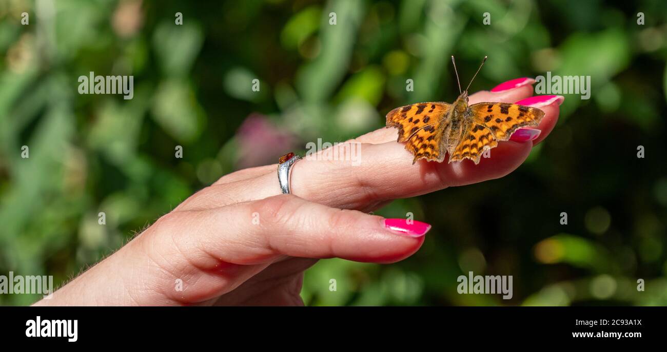 panorama argynnis pafia farfalla a portata di mano Foto Stock