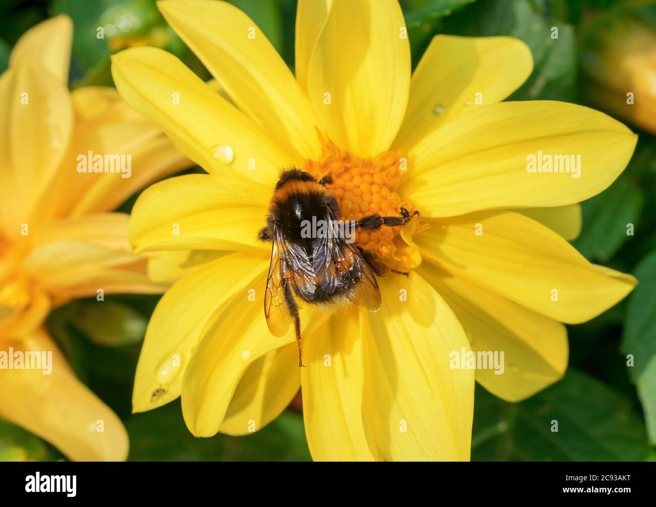Le api bumble succhiano il nettare dalla fioritura del girasole Massimiliano, Helianthus maximiliani. Foto Stock