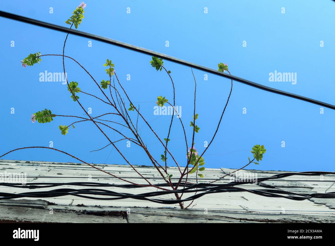 piante che sopravvivono e attaccano al muro contro uno sfondo di cielo blu Foto Stock