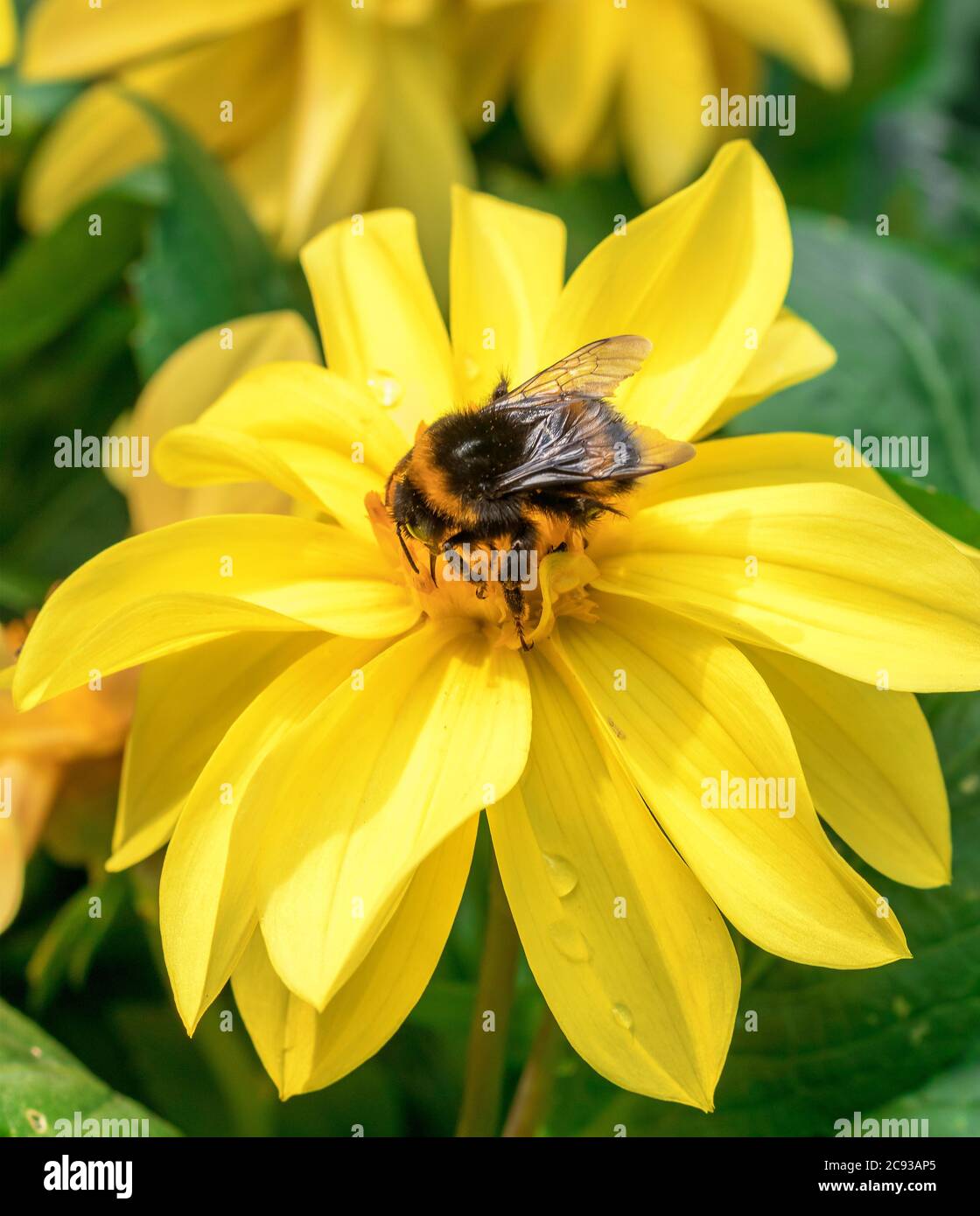 Le api bumble succhiano il nettare dalla fioritura del girasole Massimiliano, Helianthus maximiliani. Foto Stock