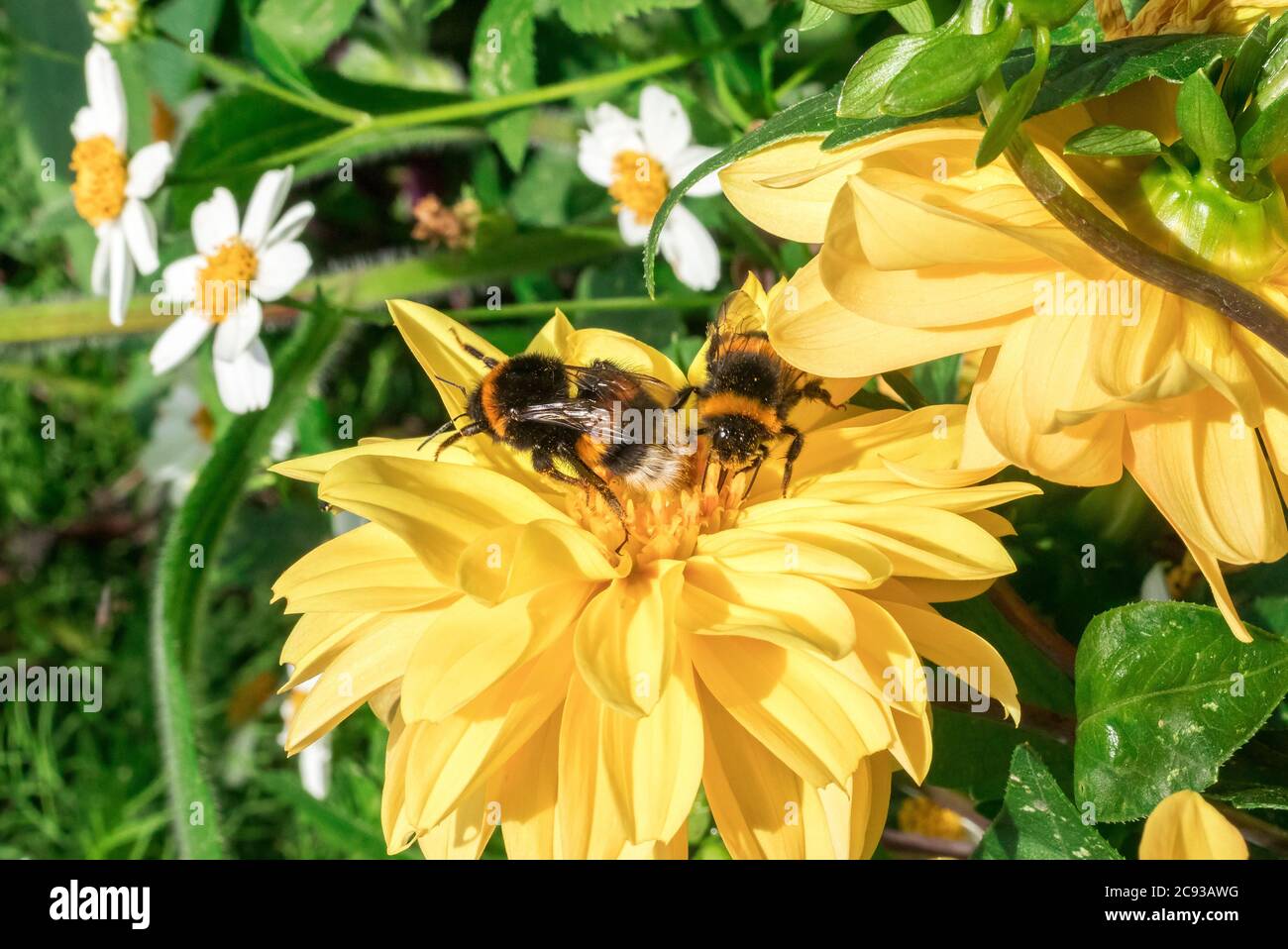 Le api bumble succhiano il nettare dalla fioritura del girasole Massimiliano, Helianthus maximiliani. Foto Stock