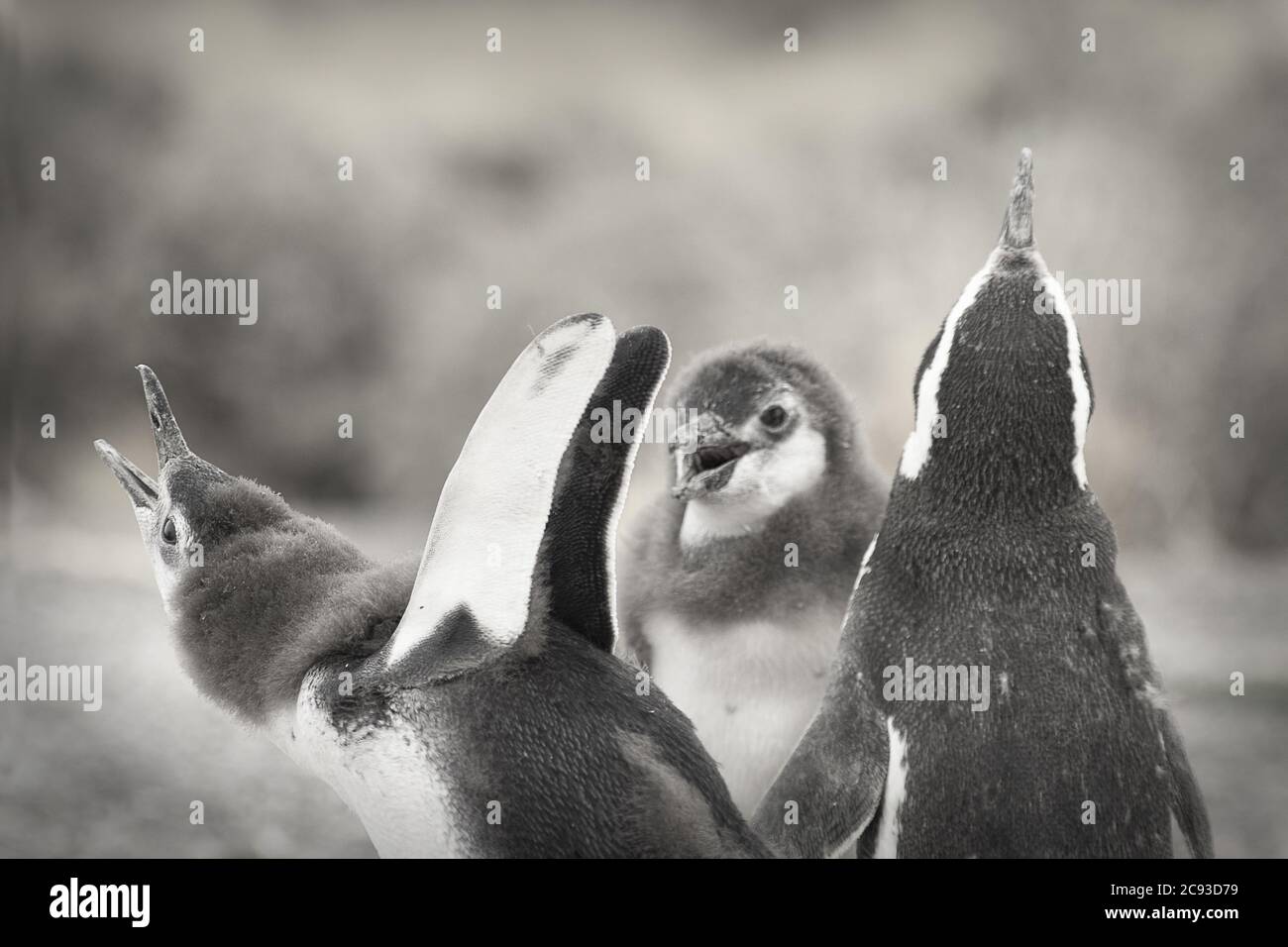 Colpo di primo piano in scala di grigi di un gruppo di graziosi pinguini Foto Stock
