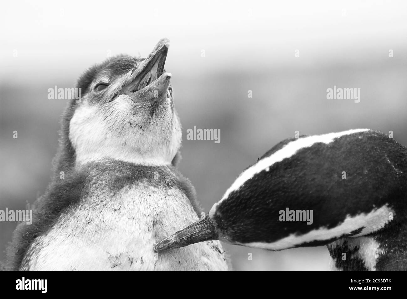 Colpo di primo piano in scala di grigi di due simpatici pinguini che giocano con ciascuno altro Foto Stock