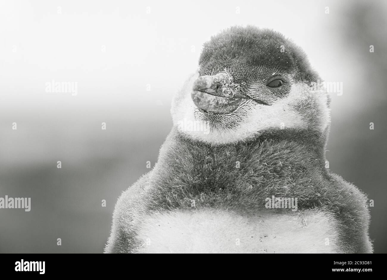 Immagine in scala di grigi di un piccolo pinguino carino Foto Stock