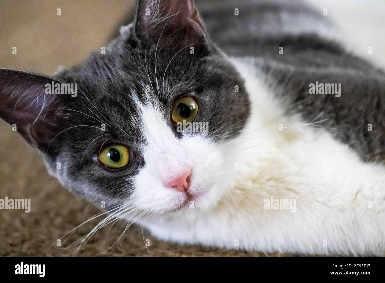 Un gattino in posa per la fotocamera. Foto Stock