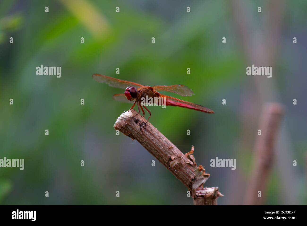 Primo piano immagine macro di un meadowhawk autunnale maschile (Sympetrum vicinum) su un bastone di legno vicino Potomac River, Maryland. Questa è una libellula Foto Stock
