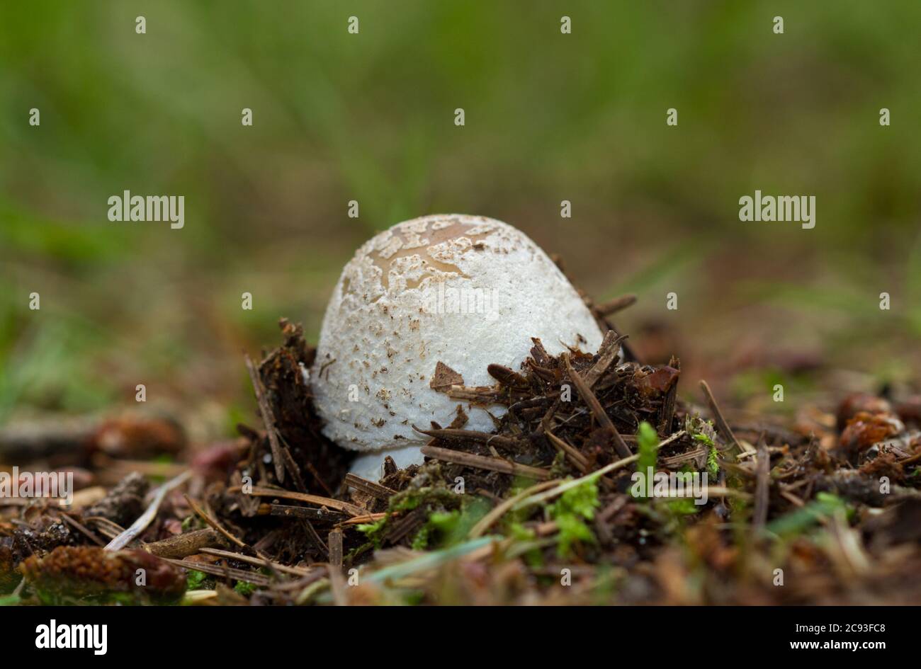 Primo piano di un fungo, un falso tappo della morte, che emerge dal suolo Foto Stock