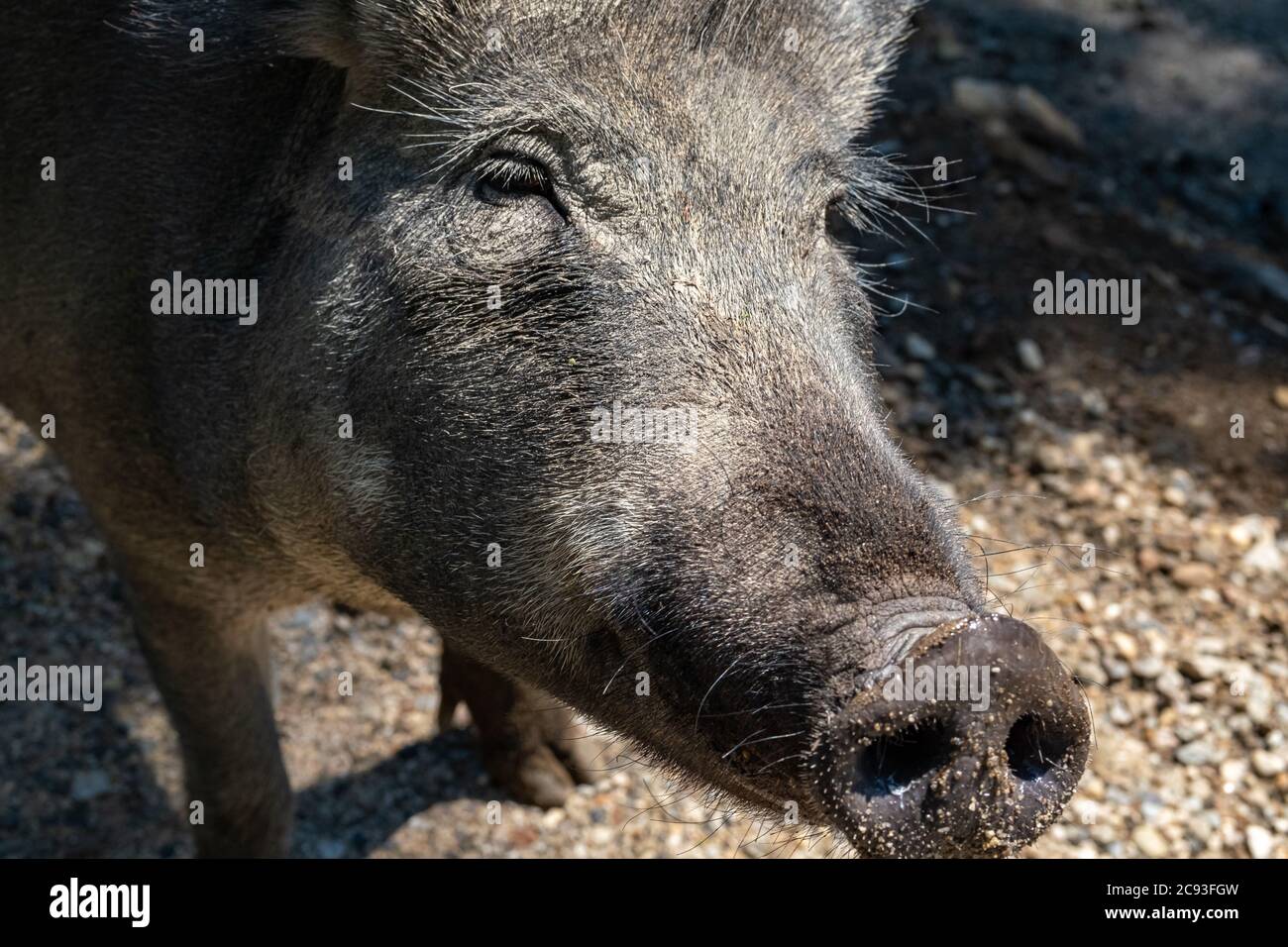 Il volto di un cinghiale, un maiale della specie Sus scrofa, è visto da vicino, mostrando il dettaglio dei suoi capelli e sabbia attaccata al suo muso. Foto Stock