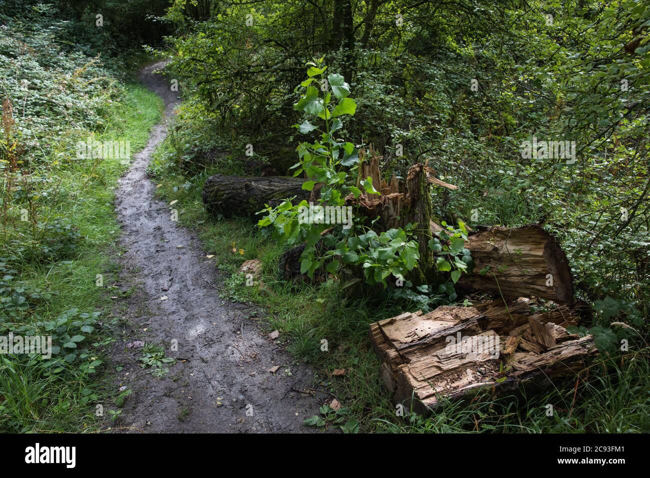 Calvert, Regno Unito. 27 luglio 2020. Un sentiero si snoda attraverso alberi e sottobosco nella Riserva Naturale del Giubileo di Calvert. Il 22 luglio, il Berks, Bucks e Oxon Wildlife Trust (BBOWT) hanno riferito di essere stati informati dell'intenzione di HS2 di prendere possesso di una parte della riserva naturale del Giubileo di Calvert, Che ospita la piovra, la terna da riproduzione e alcune delle farfalle più rari del Regno Unito, il 28 luglio scorso ha intrapreso lavori di sdoganamento non specificati in relazione al collegamento ferroviario ad alta velocità. Credit: Mark Kerrison/Alamy Live News Foto Stock