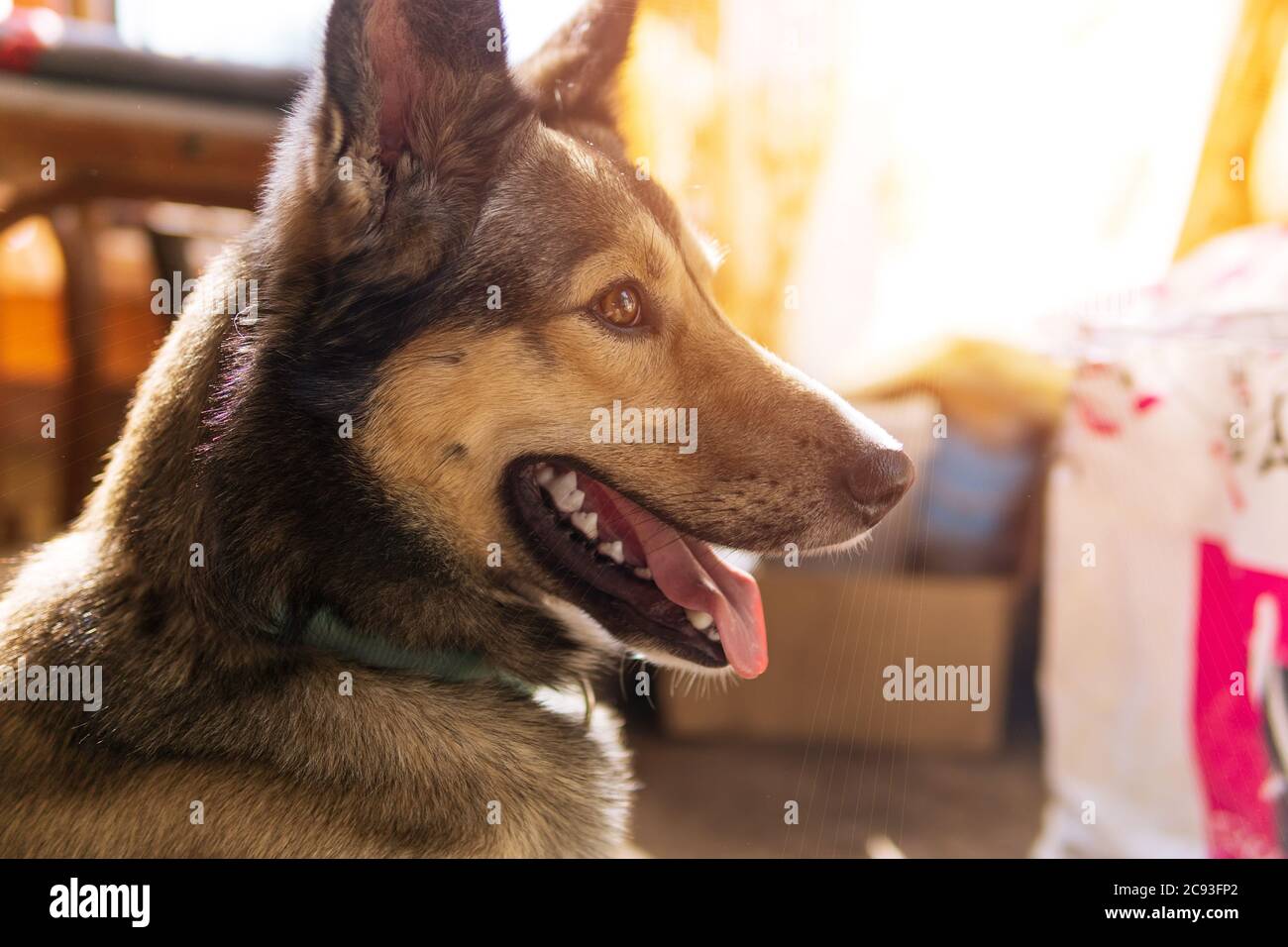 cane mongrel con bocca aperta che mostra lingua rosa. giorno d'estate. Sfondo sfocato. Foto Stock