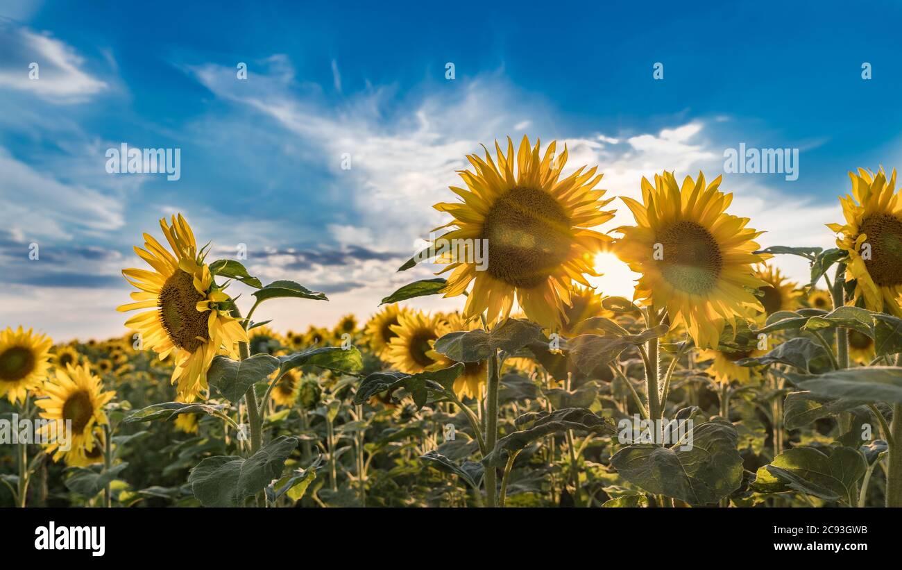 Tramonto estivo su fiori di girasole comuni sotto il cielo blu. Helianthus annuus. Primo piano artistico del campo di fioritura illuminato dal sole. Sole brillante tra fiori. Foto Stock