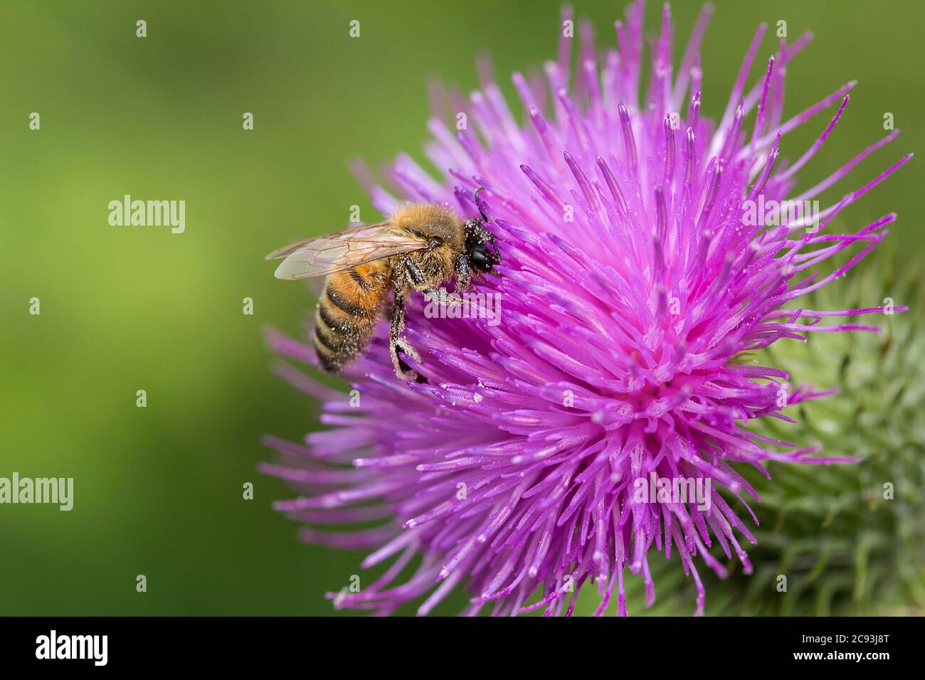 Ape di miele (Apis mellifera) su fiore viola. Giallo arancio opaco o marrone con bande scure o nere sull'addome e peli sul torace piccoli e molto attivi Foto Stock