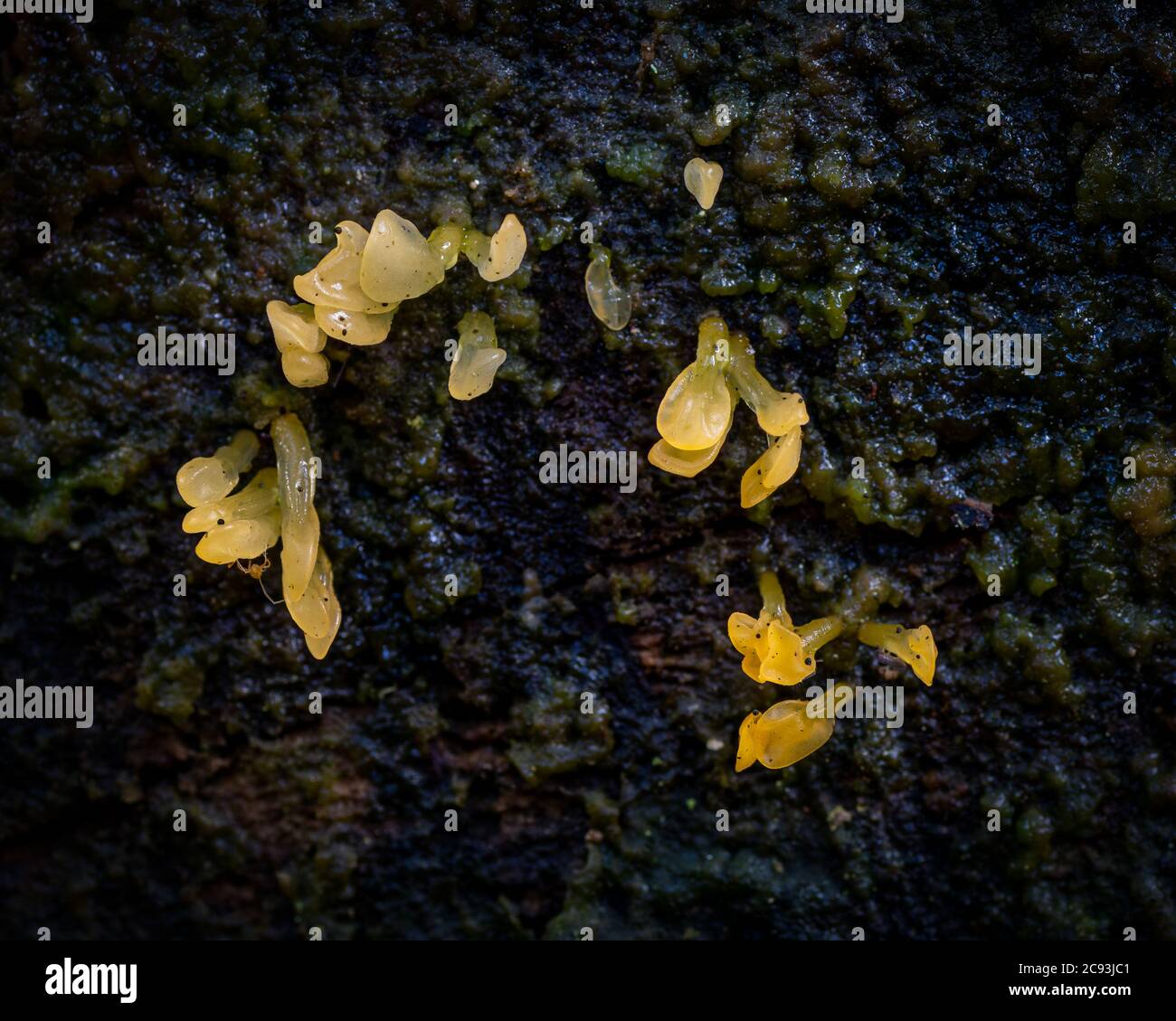 Fungo molto piccolo, il campo o mor club. Foto Stock