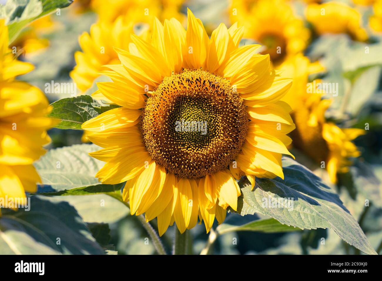 Helianthus annuus, il girasole comune, con una testa semi matura in fiore nella bassa Austria, da utilizzare per il foraggio di bestiame, Austria Foto Stock