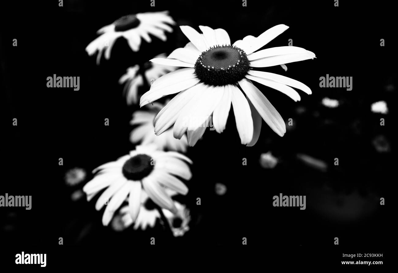 Margherite in bianco e nero Foto Stock