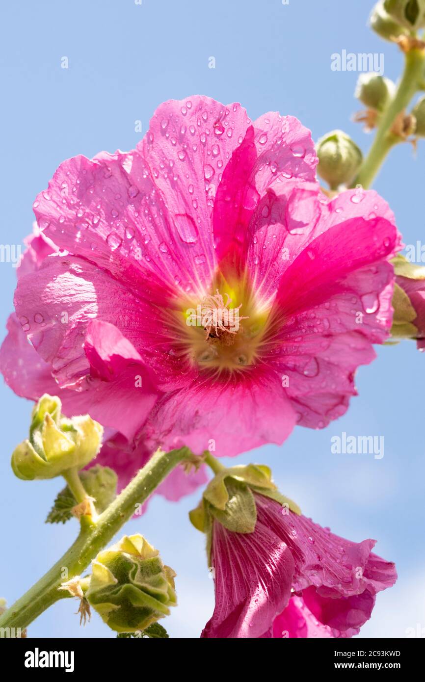 Un fiore rosa di Hollyhock (Alcea Rosea) con un centro giallo coperto di gocce d'acqua dopo una recente pioggia, l'Austria Foto Stock