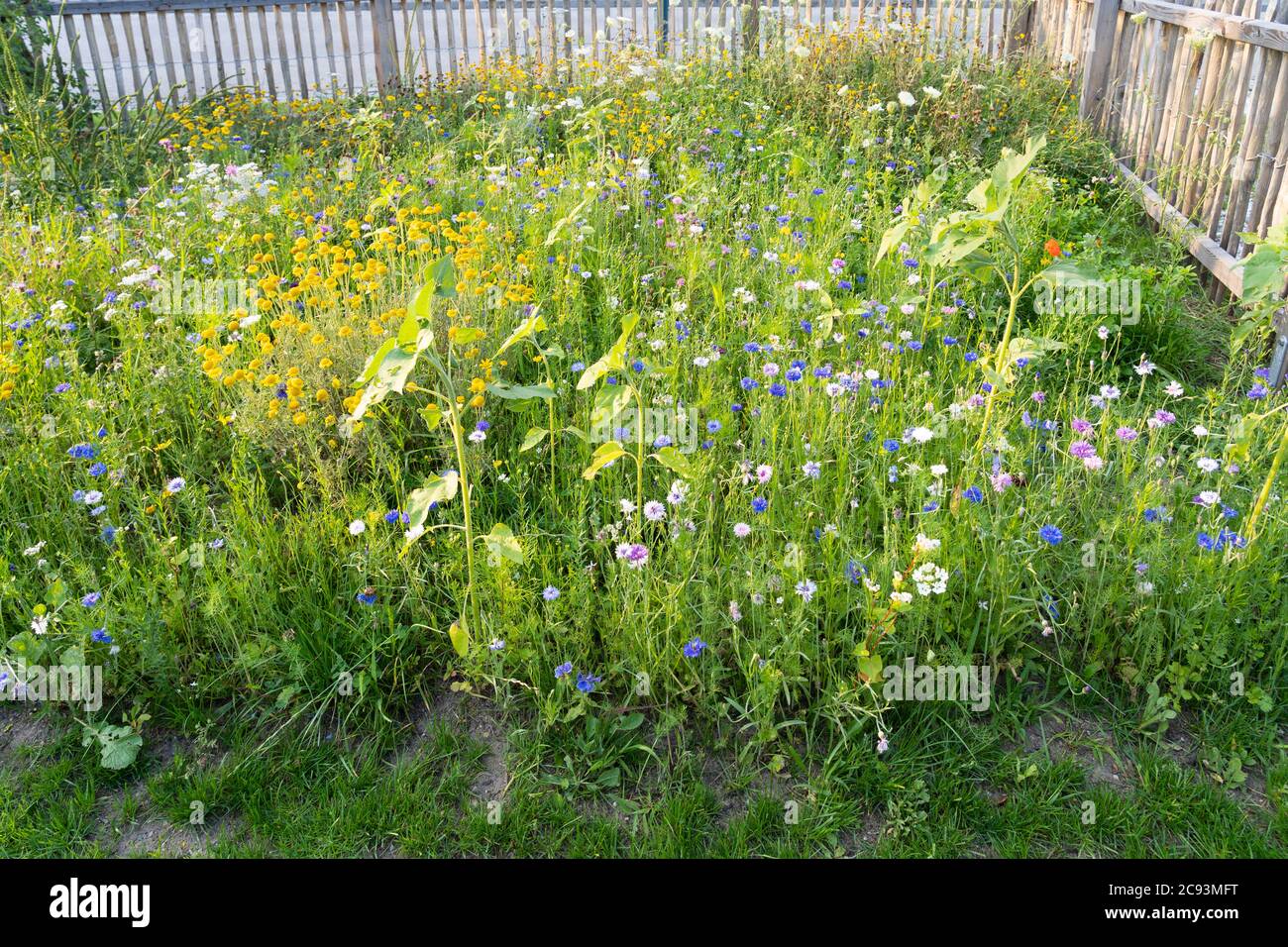 Un'area di fiori selvatici coltivata come riavvizzimento in un giardino in Austria per fornire un habitat naturale per insetti, uccelli e altri animali selvatici Foto Stock