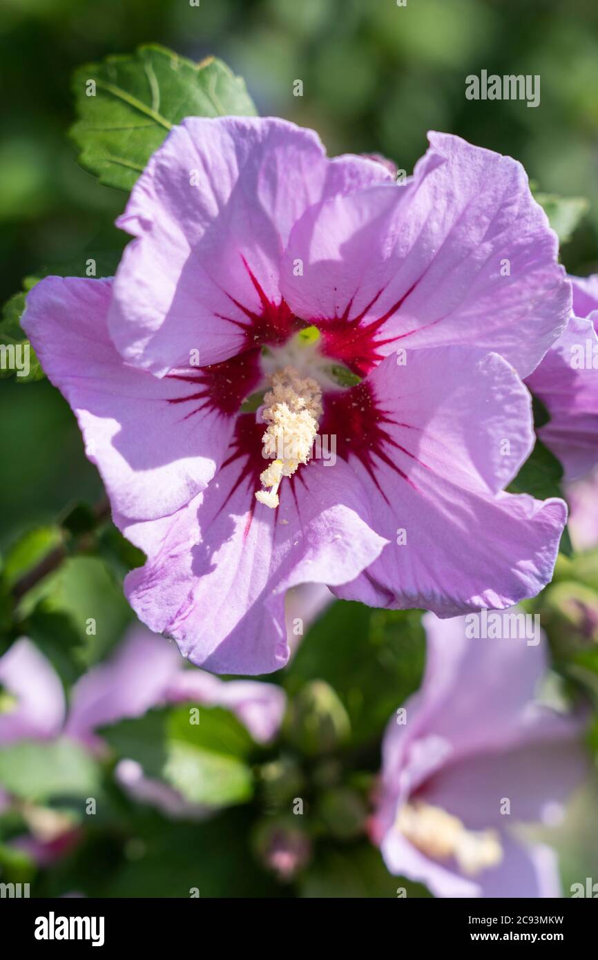 Un primo piano su Hibiscus syriacus L. (Rosa di Shannon o arbusto Althea) con grandi fiori rosa a forma di tromba con un occhio centrale rosso-viola scuro Foto Stock