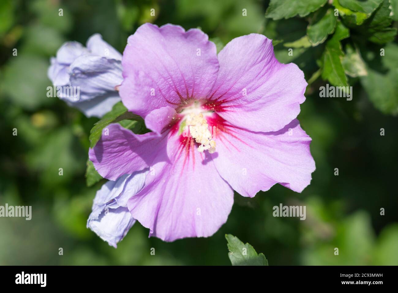 Un primo piano su Hibiscus syriacus L. (Rosa di Shannon o arbusto Althea) con grandi fiori rosa a forma di tromba con un occhio centrale rosso-viola scuro Foto Stock